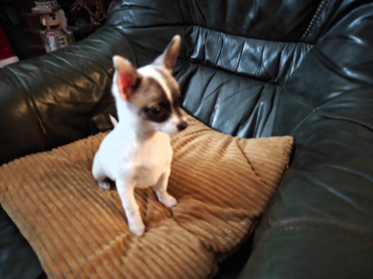 Pure chihuahua puppy long haired girl 