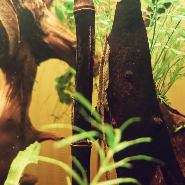 3x healthy home-bred juvenile Farlowella Twig Catfish 4–8 cm - Collection only