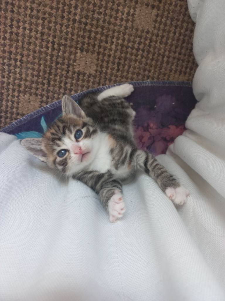 Kittens for reservation only – raised with mother - GREY GIRL still available 