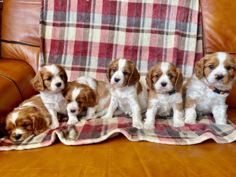 Beautiful KC Registered Cavalier King Charles Pups **2 boys remain**