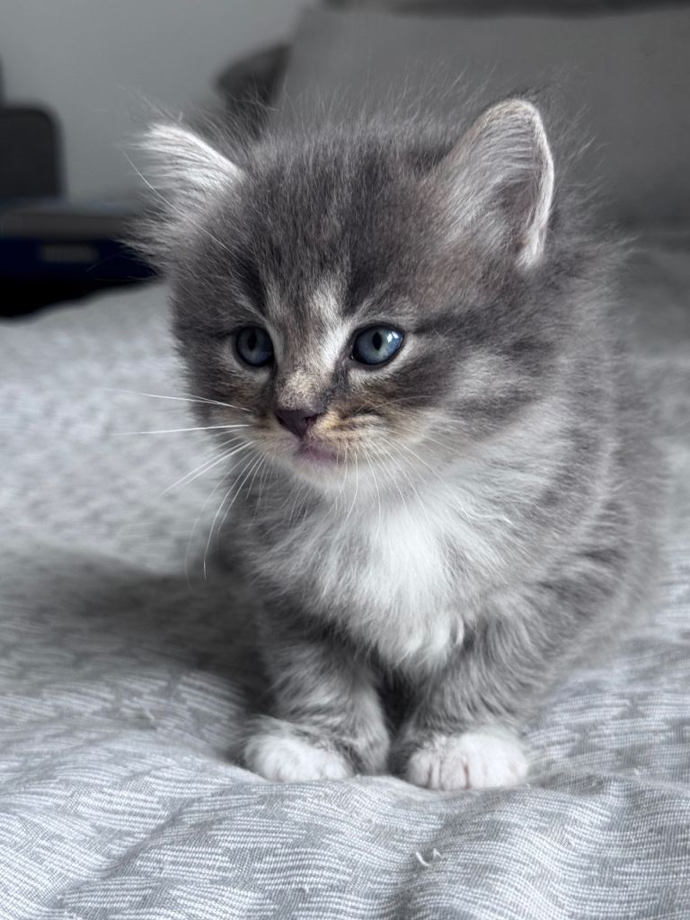 🐾 5 Adorable kittens looking for their forever homes 🐾
