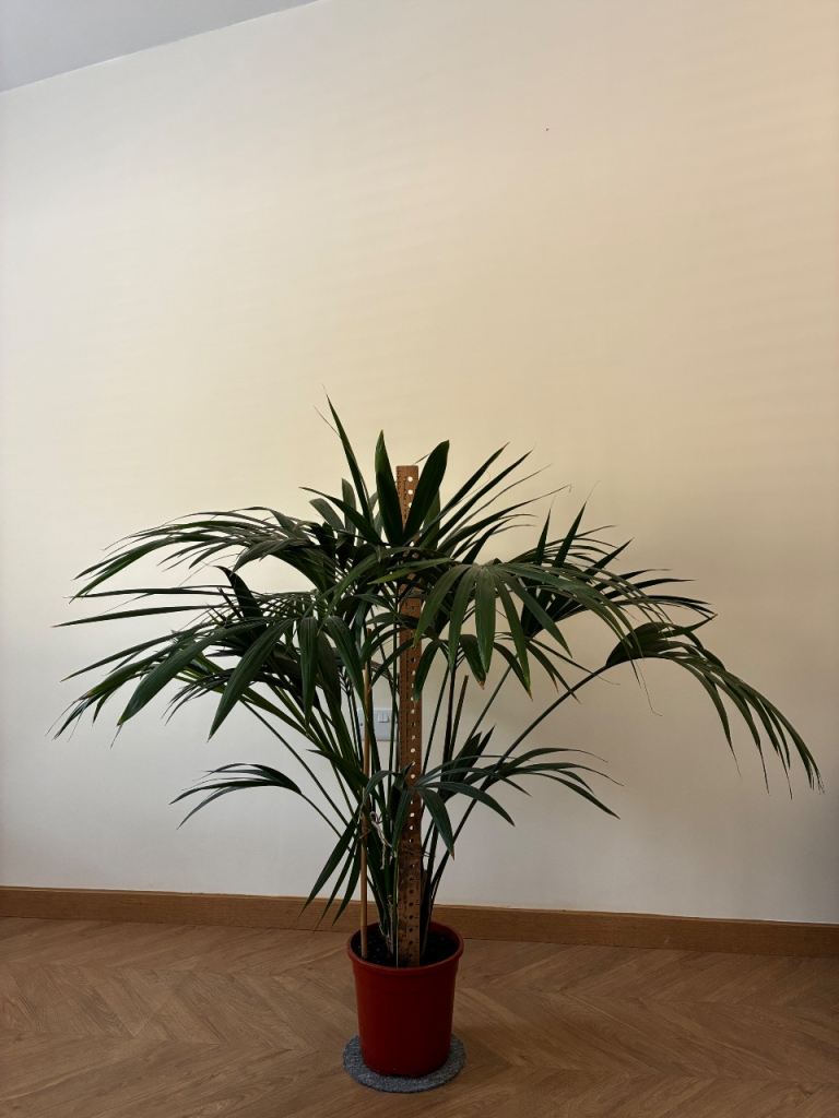 Healthy Parlour Palm Plant with Red Pot – Approx 80cm Tall