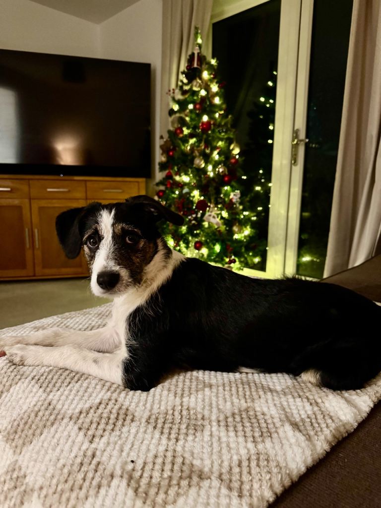 6 month old pup for sale