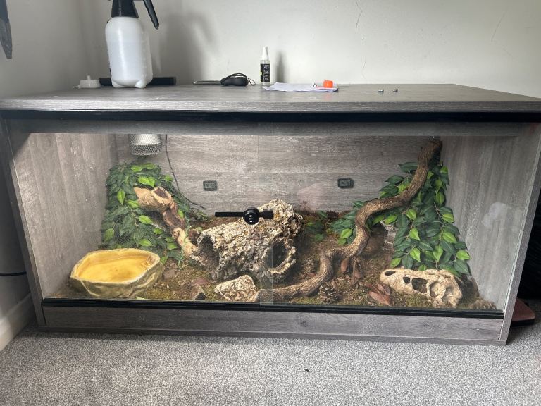 Ball python and complete set up 