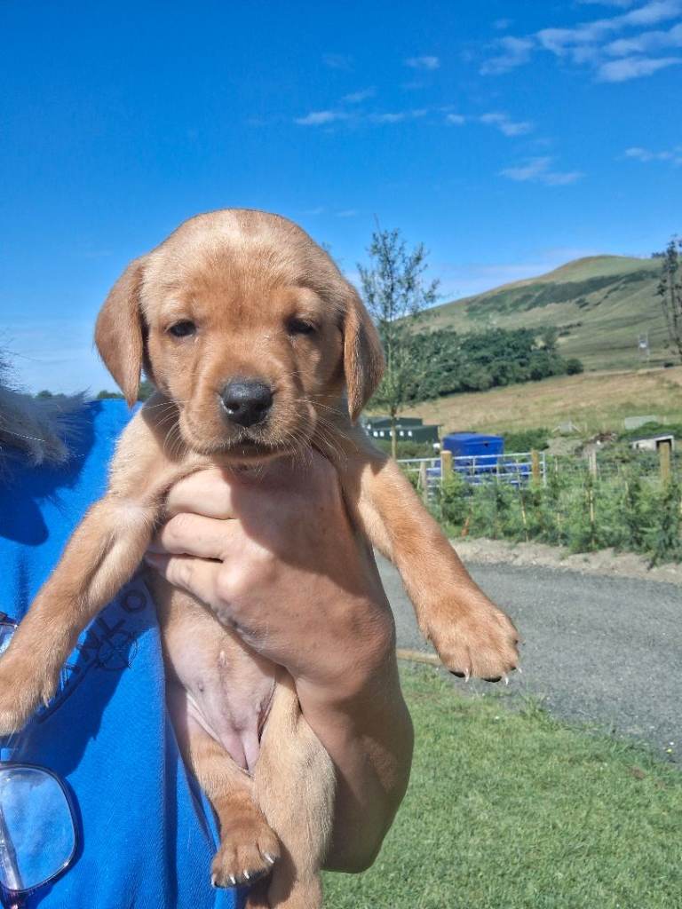 Red fox labrador pups