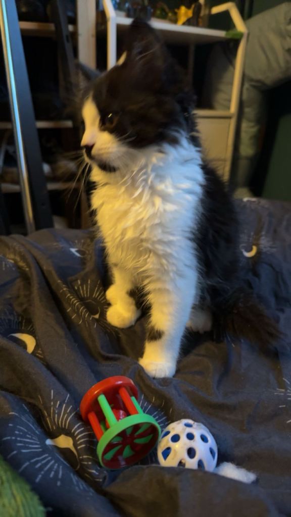 12 weeks old kitten 