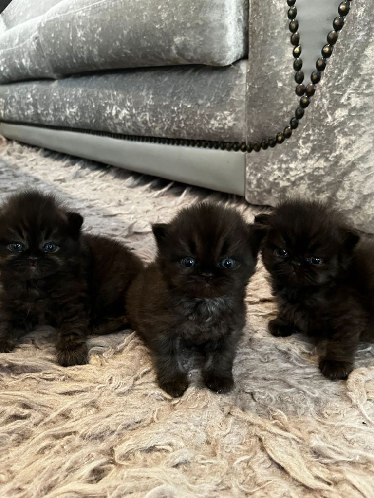 Pure bred Persian kittens 