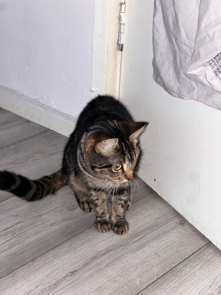 Kitten and kitten mother for sale 