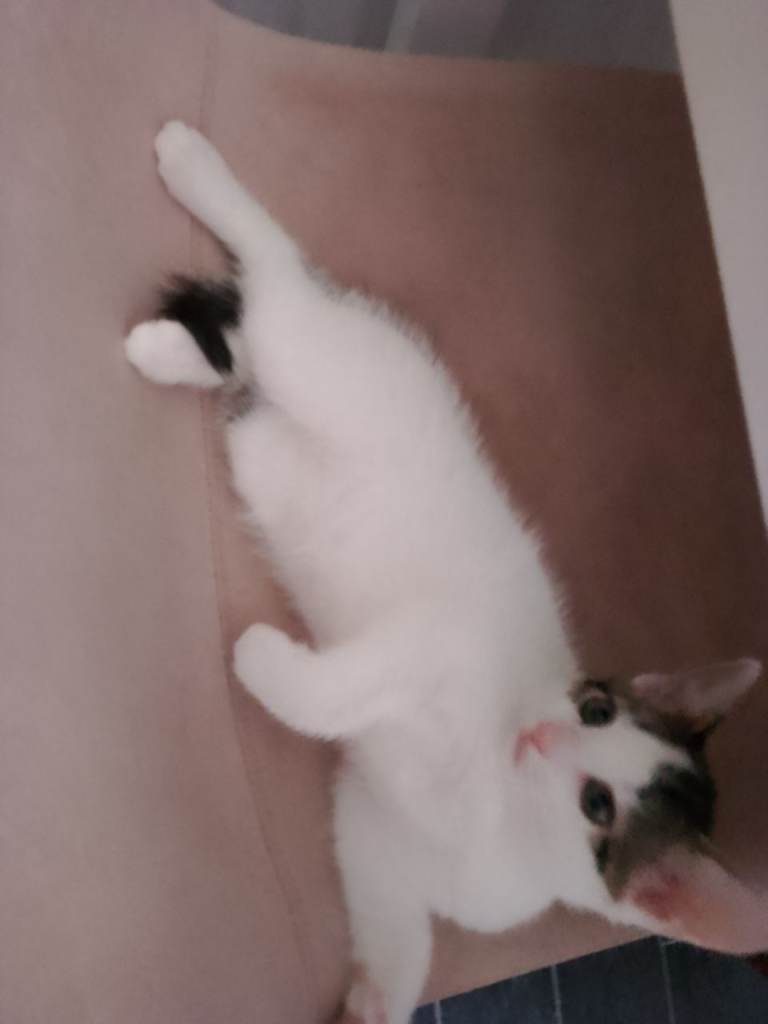 Kitten white with tabby ears and tail and markings 