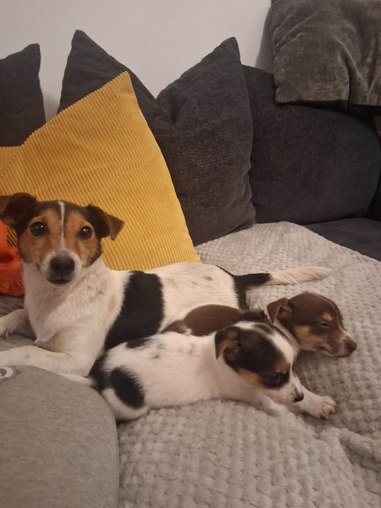 Two jack Russell puppies