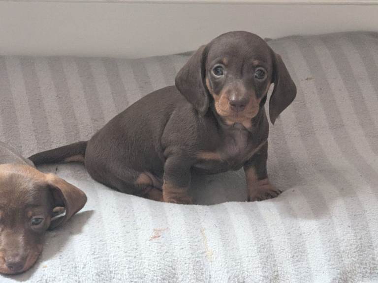 Dachshund Puppies 