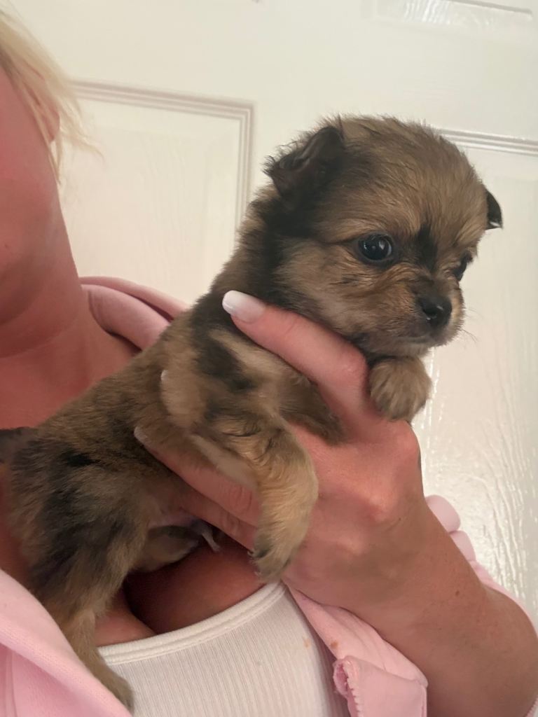 Pomchi Puppies