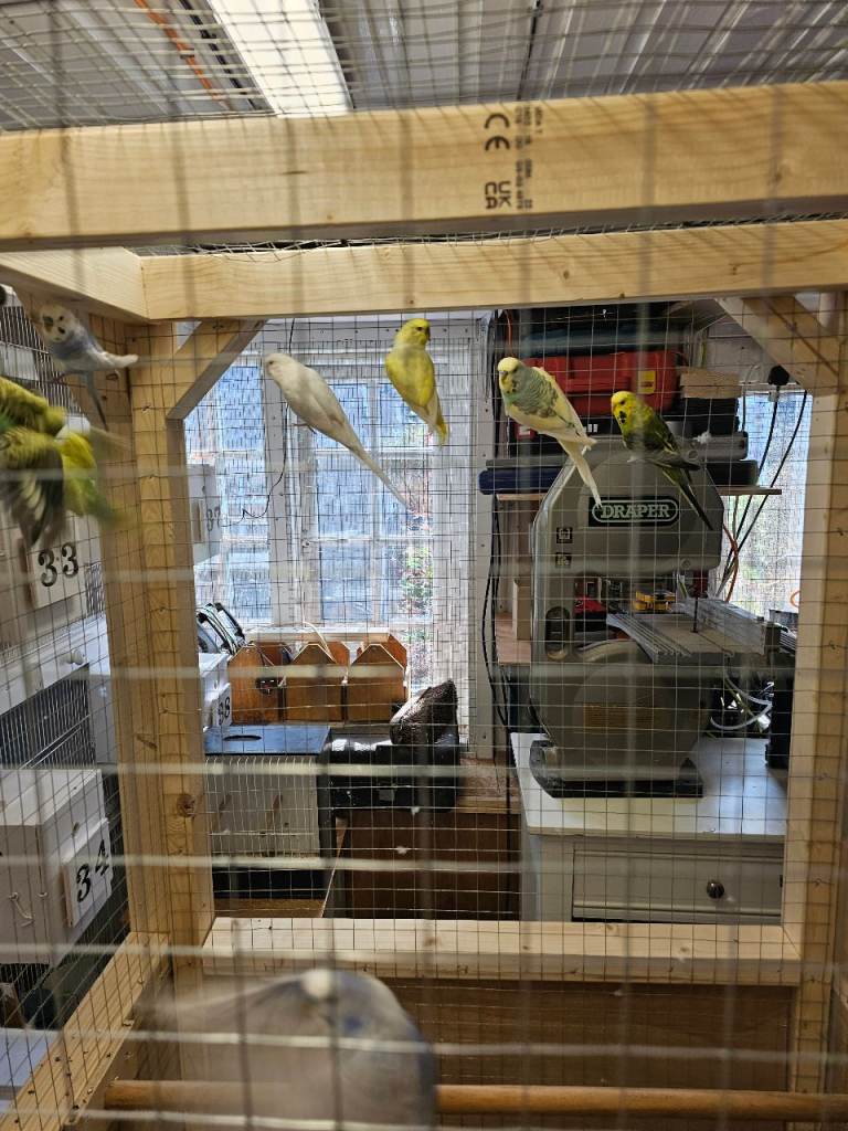 Budgies
