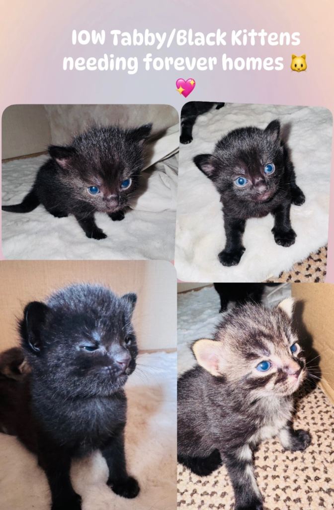 Mixed Tabby/Black kittens for sale