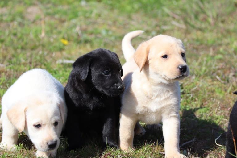 KC registered Labrador puppies 