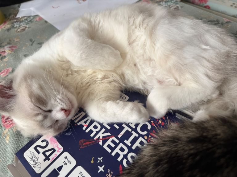 Ragdoll kittens for sale