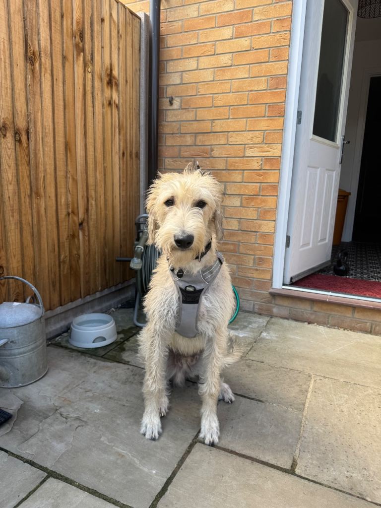 9 Month Lurcher
