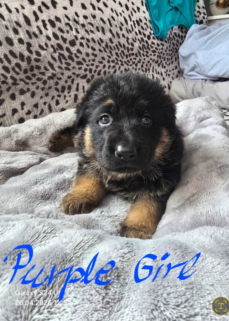 Puppies Germany Shepard