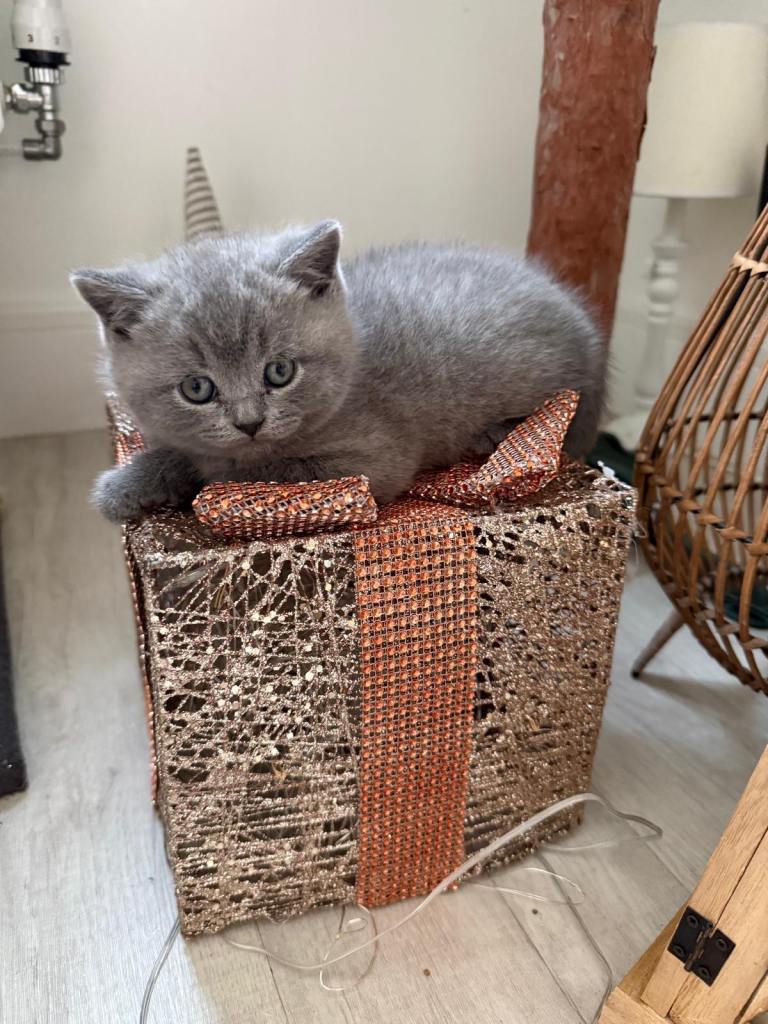 British Shorthair -3 kittens
