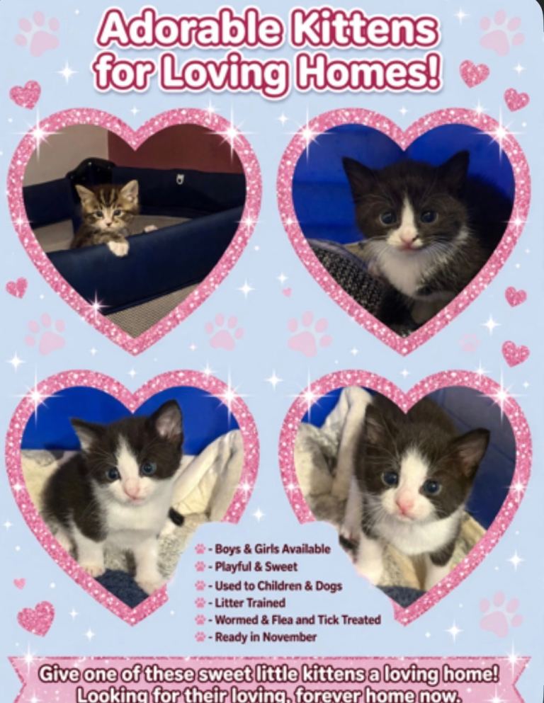3 Beautiful kittens 