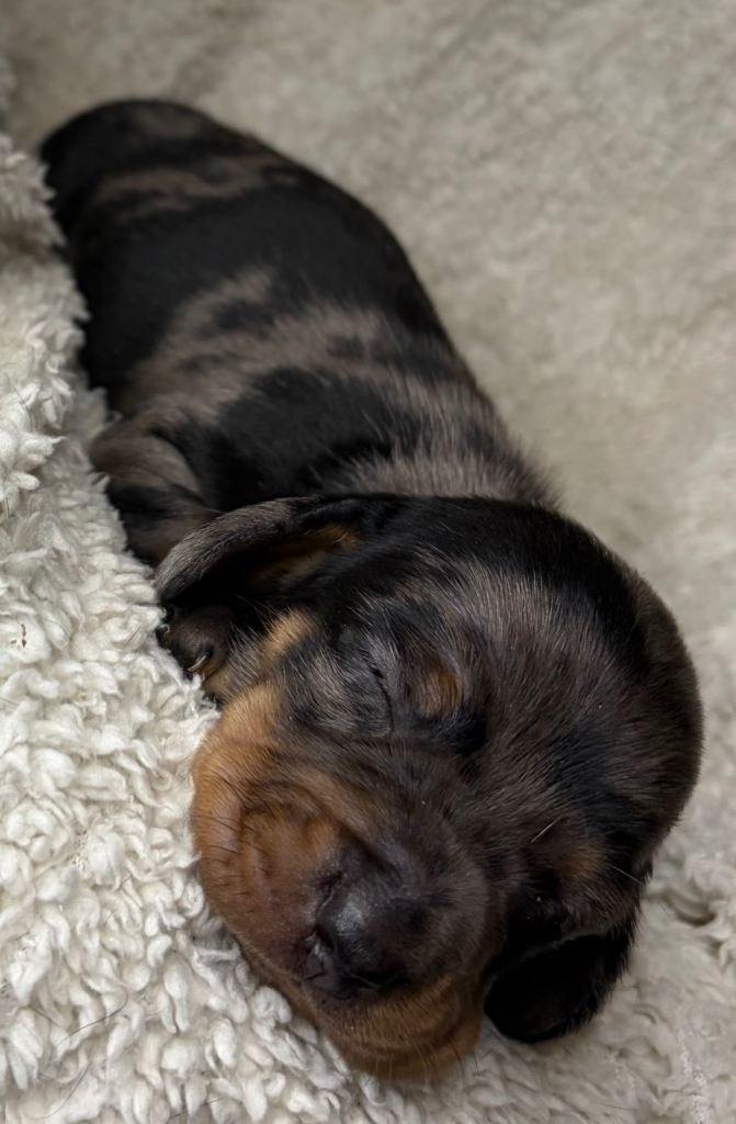 Beautiful dachshund puppies for sale