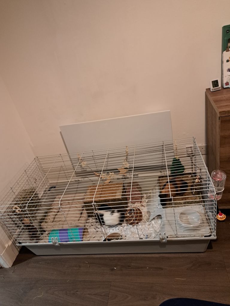 Guinea pig cage