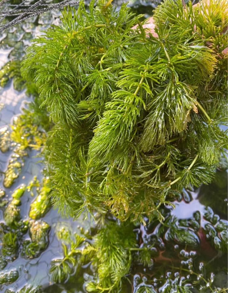 Aquarium/Pond Plants HORNWORT – Healthy large Bunch