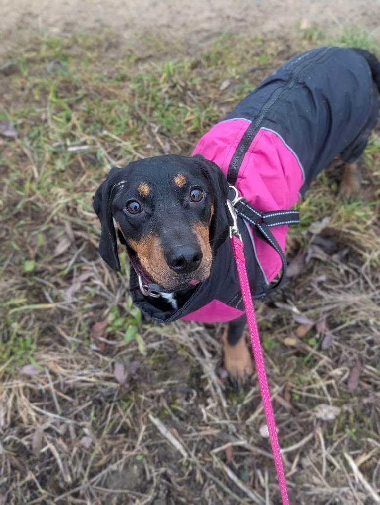 3yr old female dachshund 