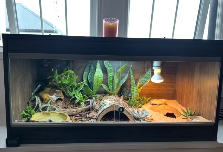 🦎 Leopard Gecko & Full Bioactive Vivarium Setup – Everything Included