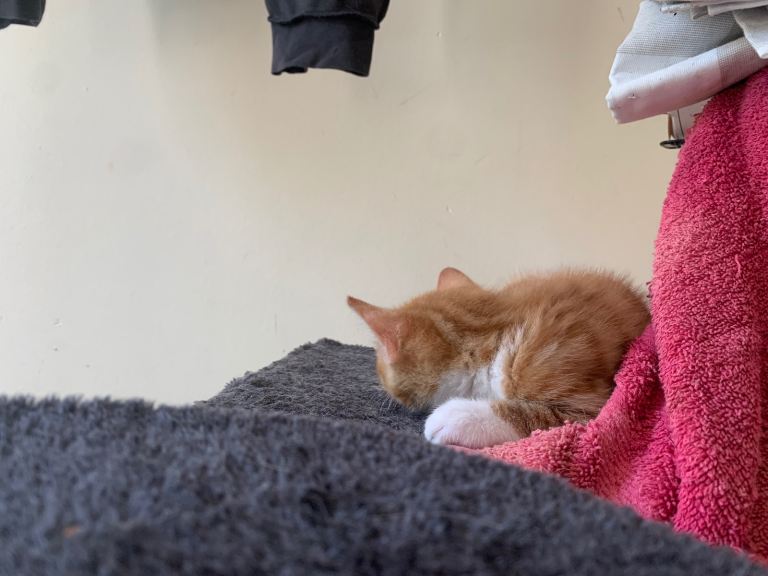 Kittens urgent rehoming available for pick up  in 6 days 