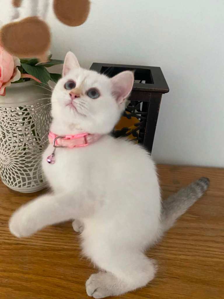 British shorthair kittens