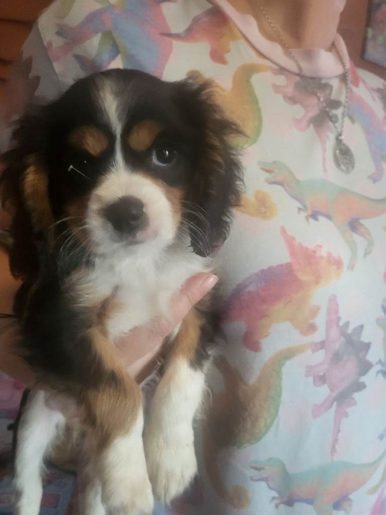 Cavalier king charles puppys 