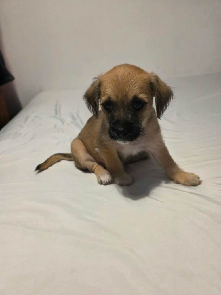 Adorable Puppies Looking for Forever Homes