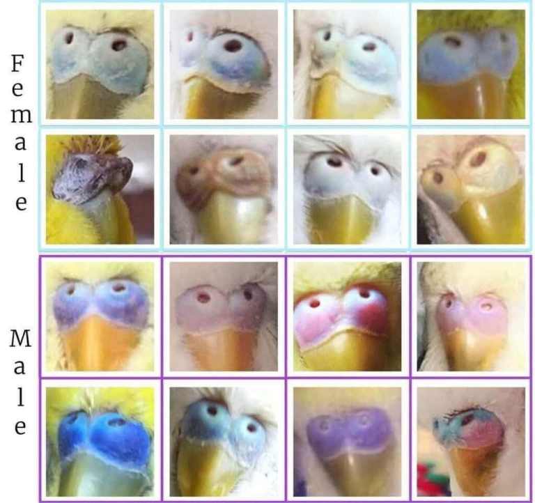 Young budgies