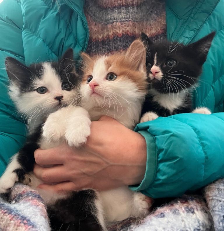 Kittens