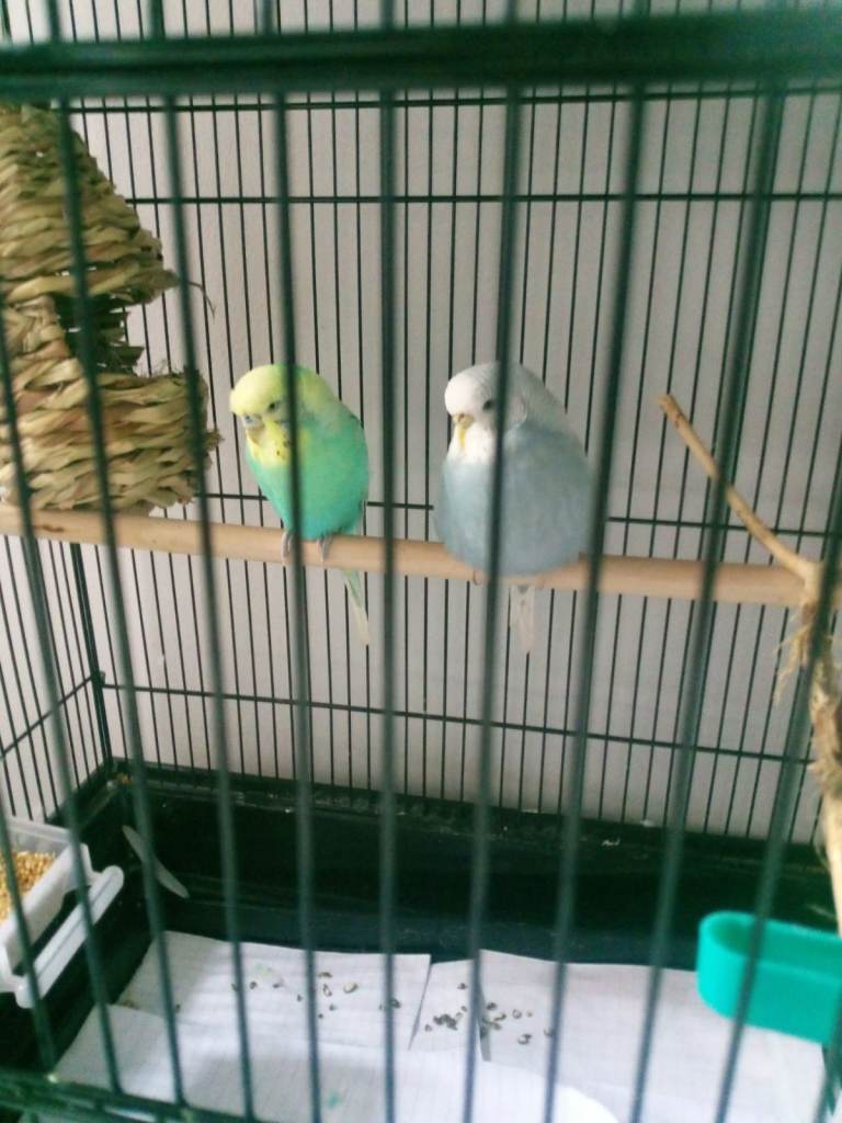 budgies 