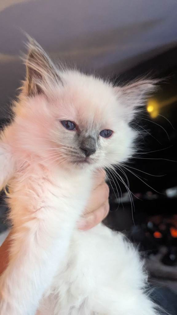 🌟 The World’s Finest Pure Ragdoll Kittens – 7 Available 🌟