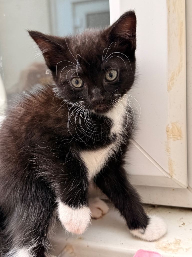 Adorable black and white  fluffy kitten