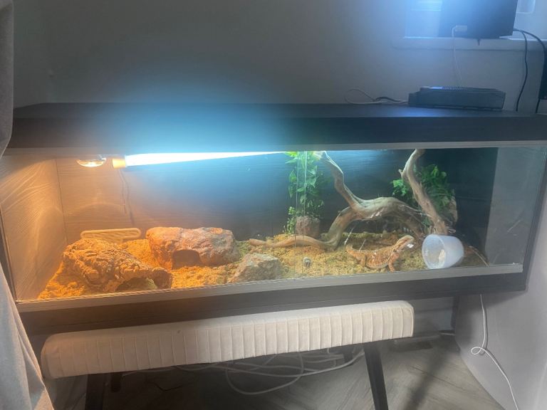 Bearded dragon