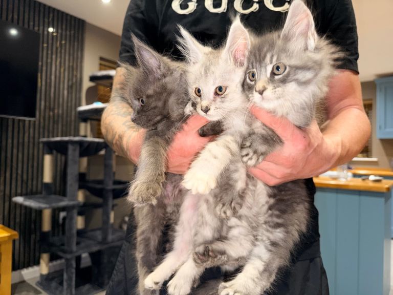 Mainecoon kittens READY! 