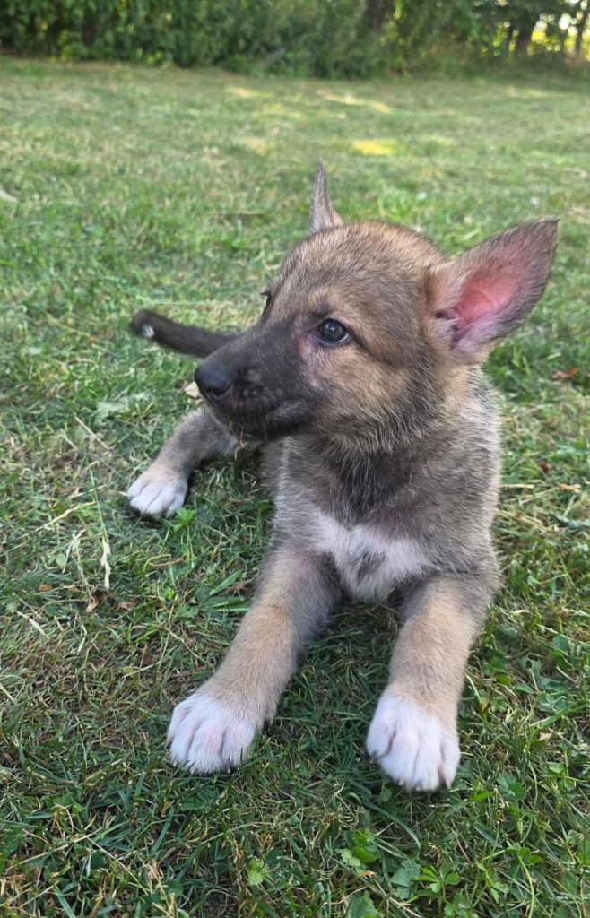 Tamaskan Puppies