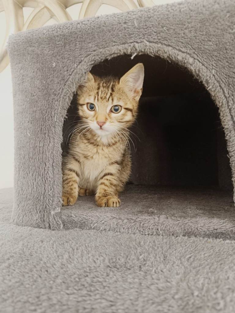 8 week old male kitten 