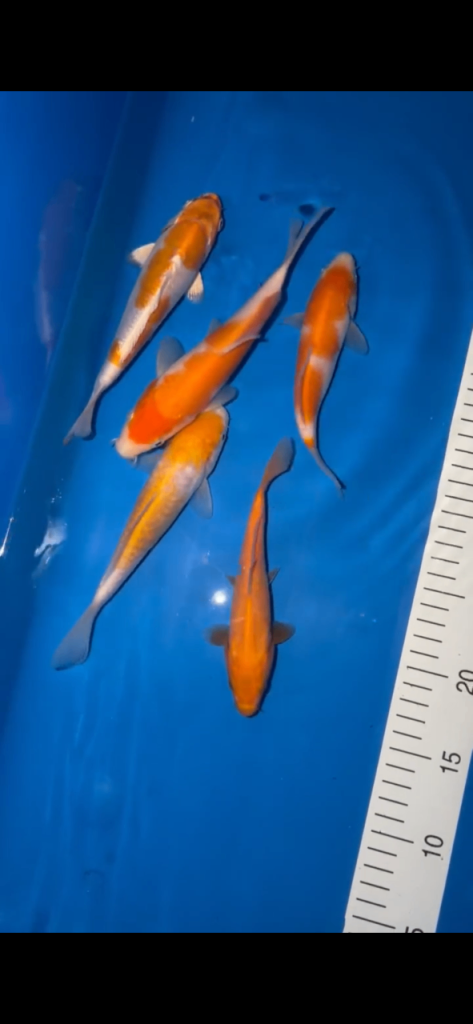 Japanese Koi 12-22cm (Hiroi, Isa Maruyo, Yagenji) 