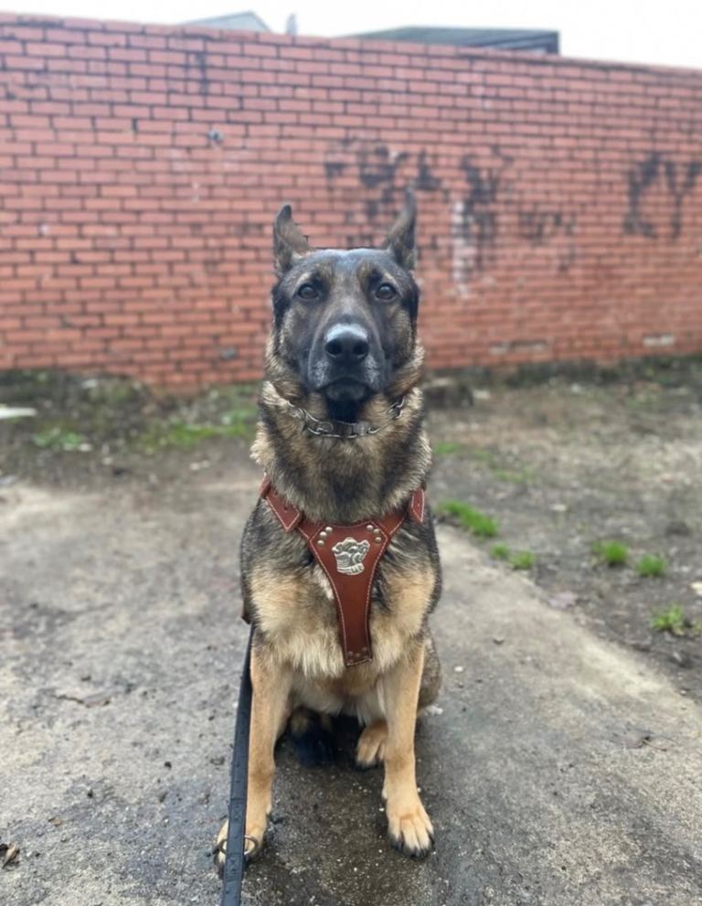 3yr old male & female looking for a forever home 