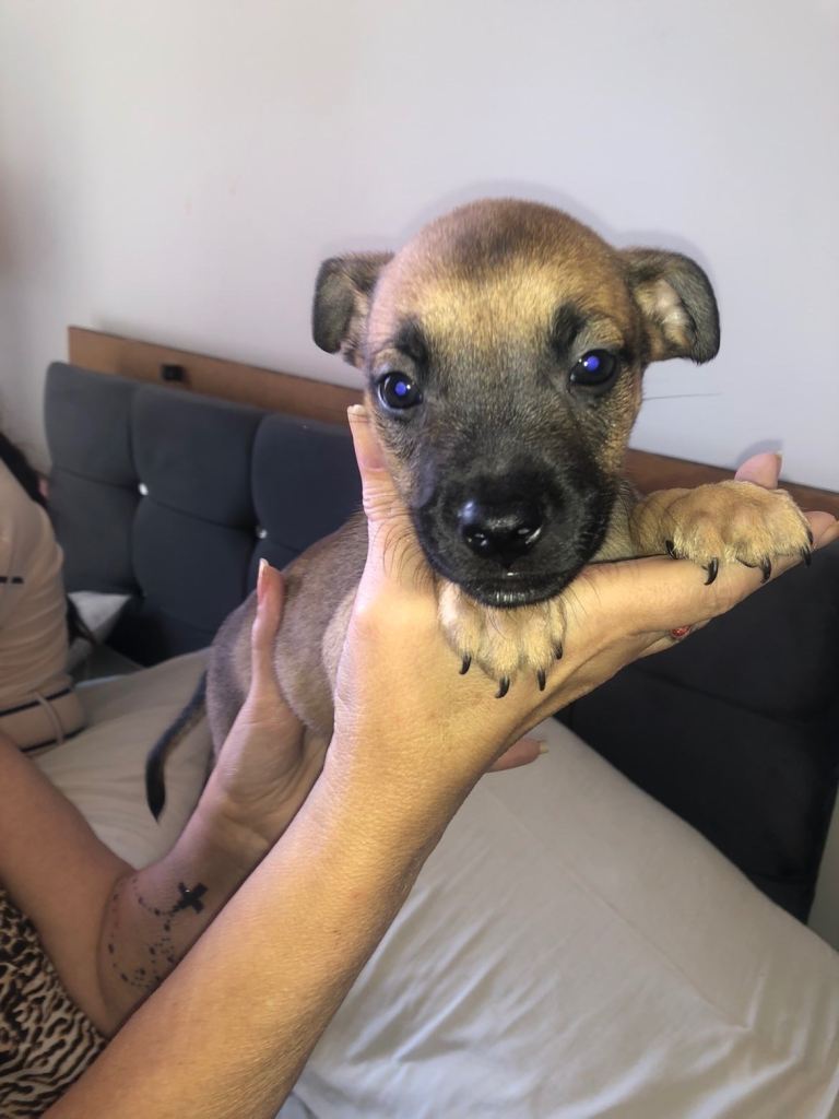  Belgium Shepard X American Bully Puppies