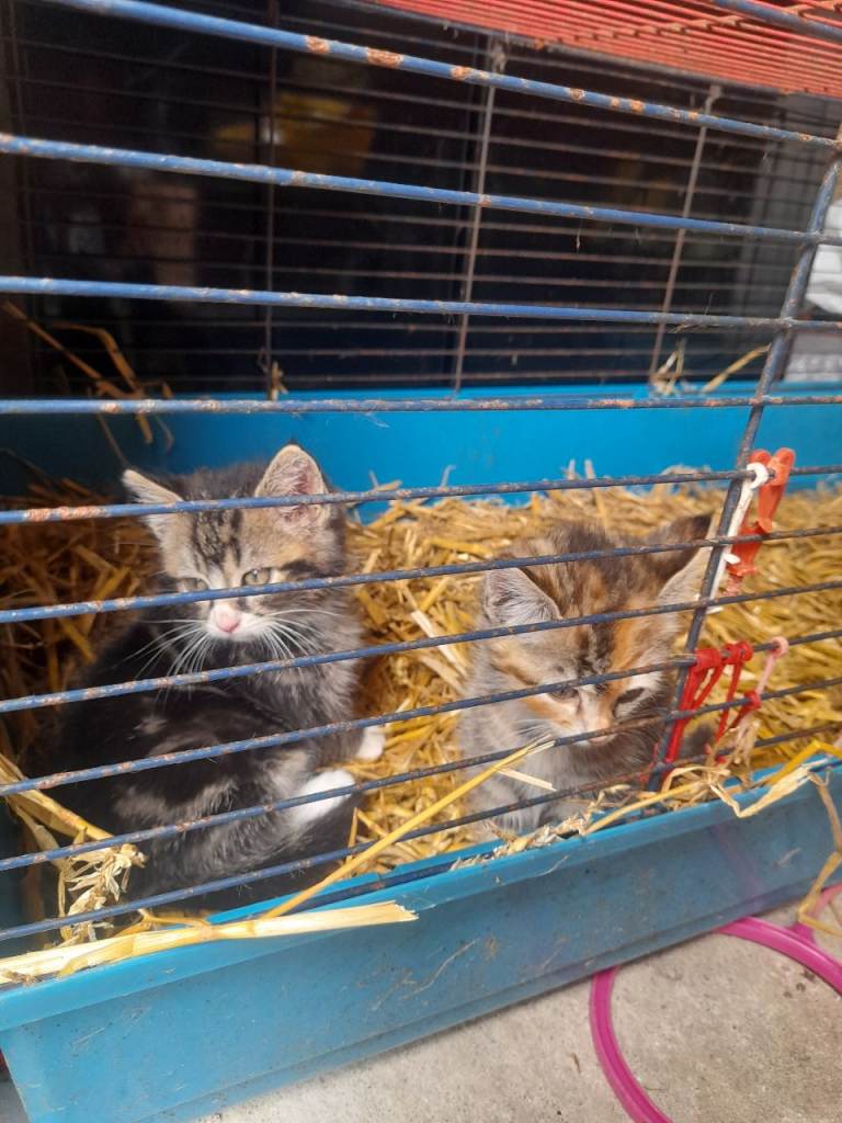 Kittens 