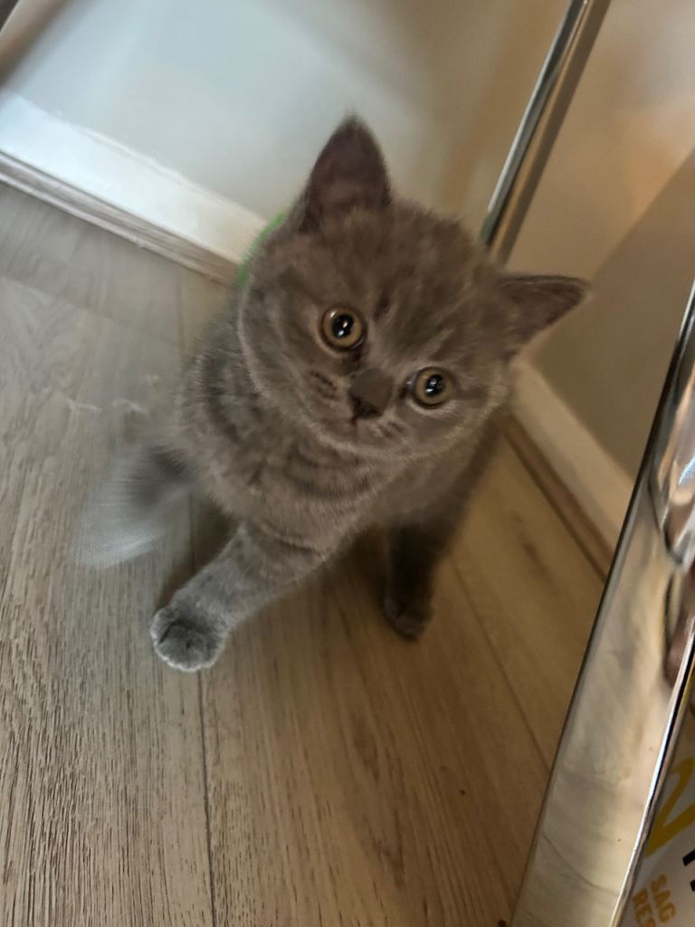 Grey British Shorthair kitten