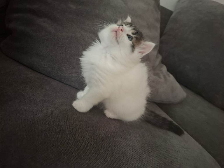 Fluffy kittens (1 left)