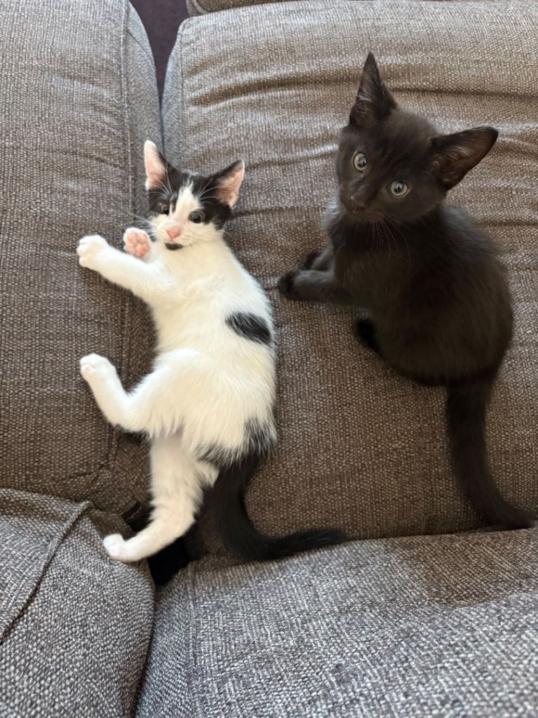 2 male kittens for sale