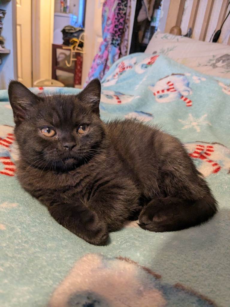 British shorthair kittens !